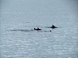 Dolphins in the Clyde