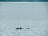 Dolphins in the Clyde