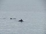 Dolphins in the Clyde