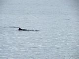 Dolphins in the Clyde