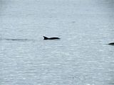 Dolphins in the Clyde