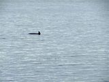 Dolphins in the Clyde