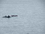 Dolphins in the Clyde