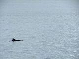 Dolphins in the Clyde