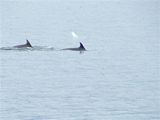 Dolphins in the Clyde