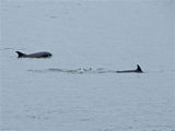 Dolphins in the Clyde