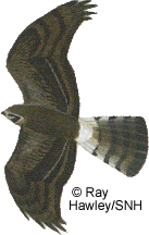 Protecting Clyde Muirshiel's Hen Harriers