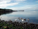 Swans at the beach