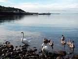 Swans at the beach