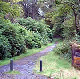 Entrance to the woods from Cliff Terrance Road