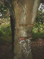 Graffiti on trees