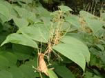 Knotweed