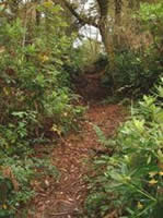 Mountain Bike Track